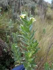 Lithospermum afromontanum