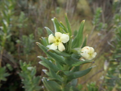 Lithospermum afromontanum