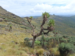 Dendrosenecio