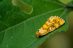 Chrysoecia dela