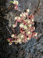 Sedum crassularia