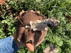 Agaricus