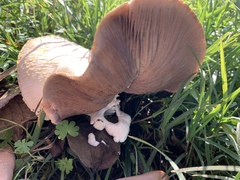 Agaricus