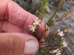 Lachnaea burchellii