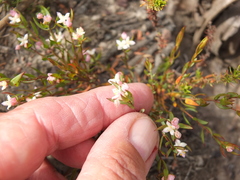 Lachnaea burchellii
