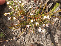 Lachnaea burchellii