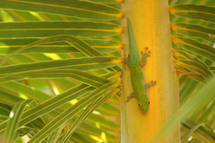 Phelsuma sundbergi longinsulae
