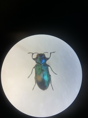 Chrysobothris cyanella