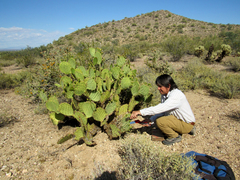 Opuntia engelmannii flavispina