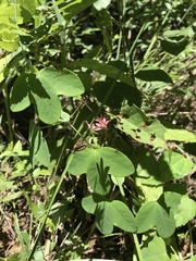 Passiflora tenuifila