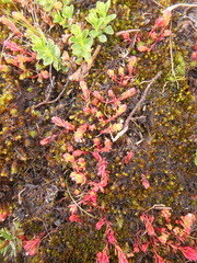 Crassula granvikii