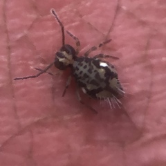 Ptenothrix maculosa olympia