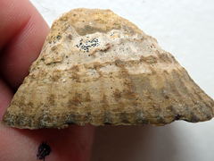 Collemopsidium ostrearum