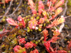 Crassula granvikii