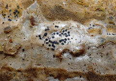 Collemopsidium ostrearum