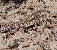 Liolaemus ornatus
