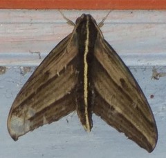 Elibia dolichus