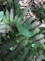 Passiflora tenuifila