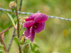 Hibiscus diversifolius rivularis