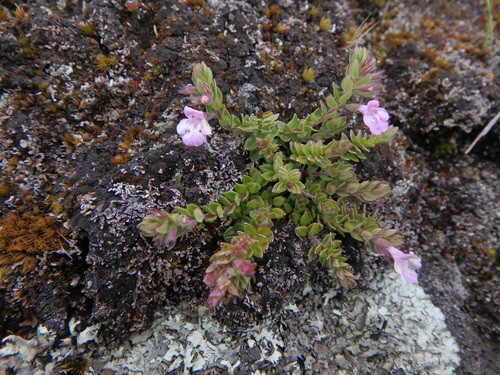 African Whitweed
