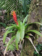 Guzmania berteroniana