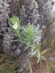 Lithospermum afromontanum