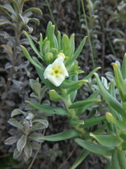Lithospermum afromontanum