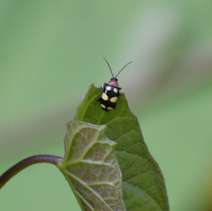 Phenrica fulcrata