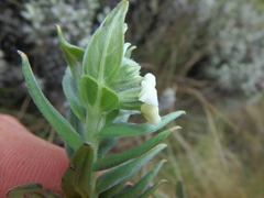 Lithospermum afromontanum