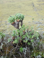 Dendrosenecio
