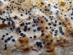 Collemopsidium ostrearum