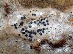 Collemopsidium ostrearum