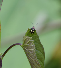 Phenrica fulcrata