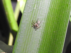 Asaphobelis physonychus