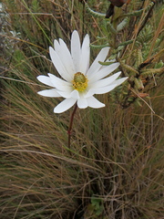 Anemone thomsonii