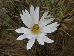 Anemone thomsonii