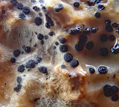 Collemopsidium ostrearum