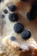 Collemopsidium ostrearum