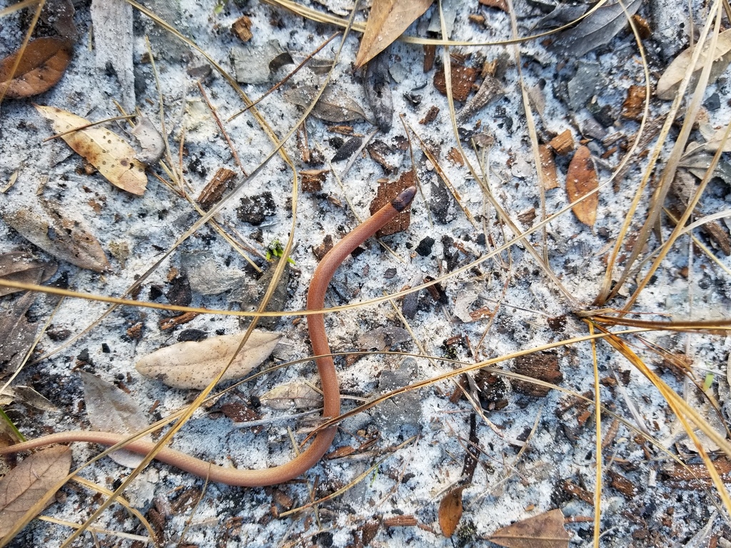 Peninsula Crown Snake