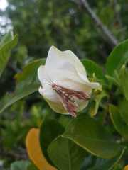 Agathodes designalis