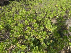 Scaevola plumieri