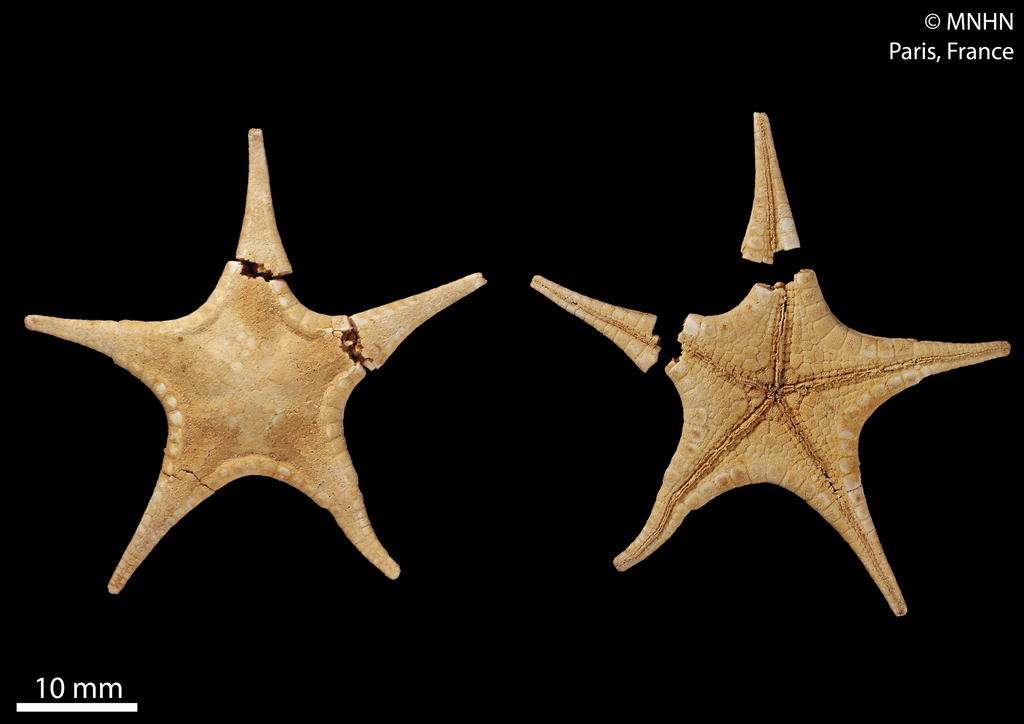 Stellasteropsis