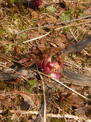 Angelica ursina