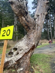 Resupinatus striatulus