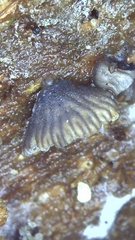 Resupinatus striatulus