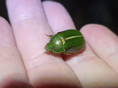 Stethaspis suturalis