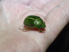 Stethaspis suturalis