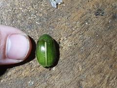 Stethaspis suturalis