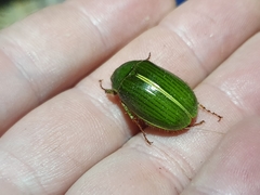 Stethaspis suturalis