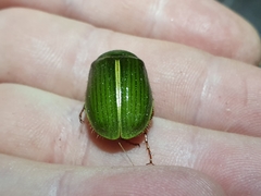 Stethaspis suturalis